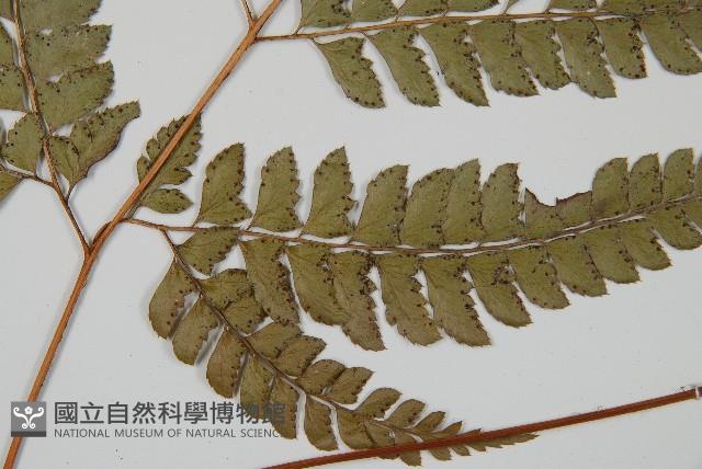 斜方複葉耳蕨藏品圖，第2張