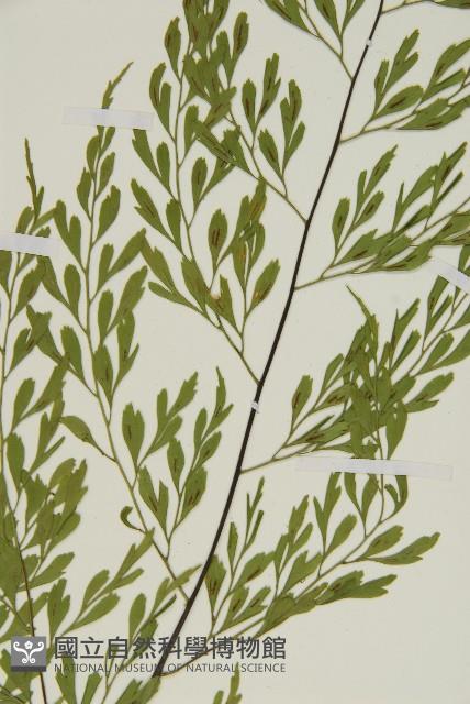 大黑柄鐵角蕨、黃鱗鐵角蕨、大羽鐵角蕨藏品圖，第4張