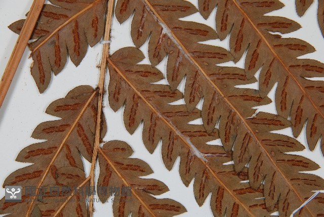 日本狗脊蕨藏品圖，第4張