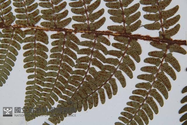 闊鱗鱗毛蕨藏品圖，第4張