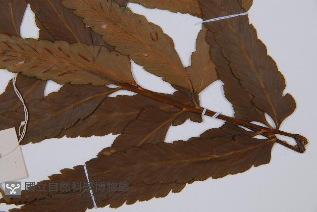 萊氏鐵角蕨藏品圖，第4張