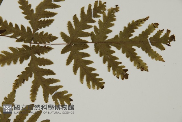 薄葉三叉蕨藏品圖，第4張