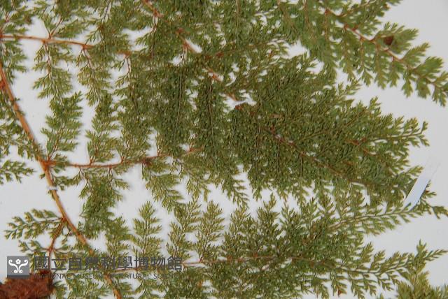 小膜蓋蕨、臺灣小膜蓋蕨藏品圖，第4張