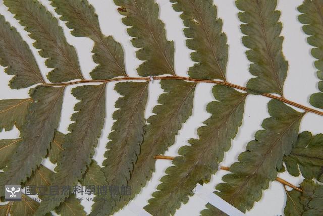 邊緣鱗蓋蕨藏品圖，第4張