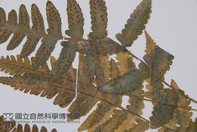 毛軸假蹄蓋蕨藏品圖，第4張