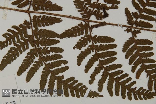 愛德氏肋毛蕨藏品圖，第4張