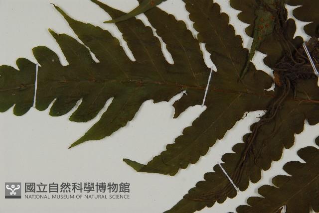 登錄號:P010042藏品圖，第4張