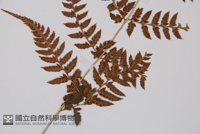 日本蹄蓋蕨藏品圖，第4張