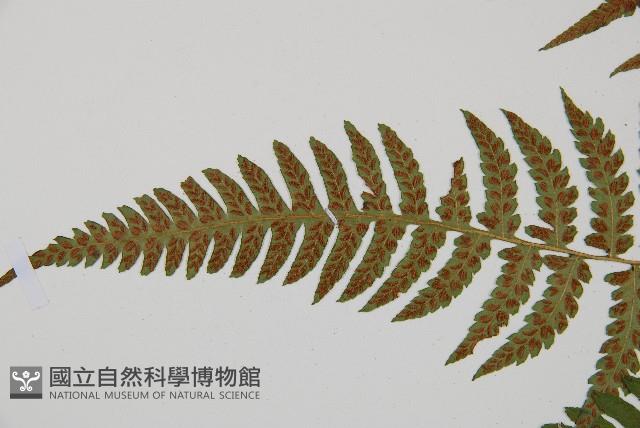 東洋蹄蓋蕨藏品圖，第4張