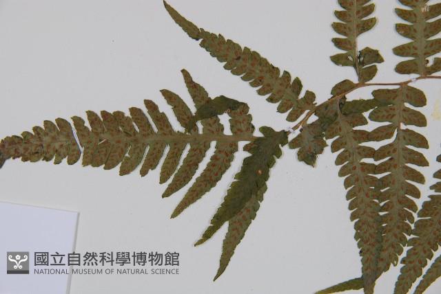 東洋蹄蓋蕨、假蹄蓋蕨藏品圖，第4張