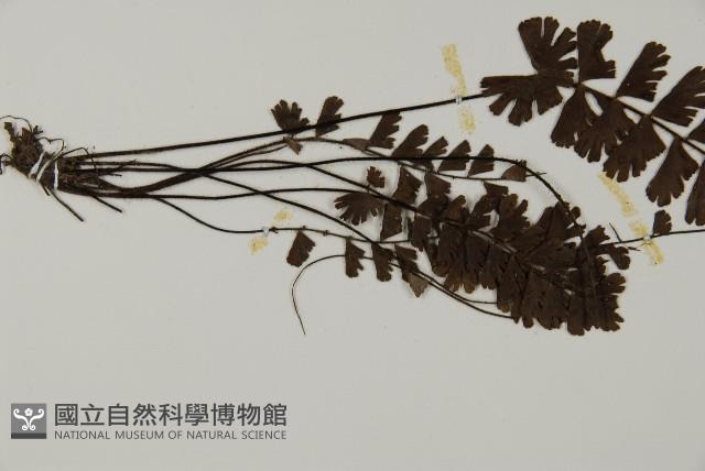 馬來鐵線蕨藏品圖，第4張
