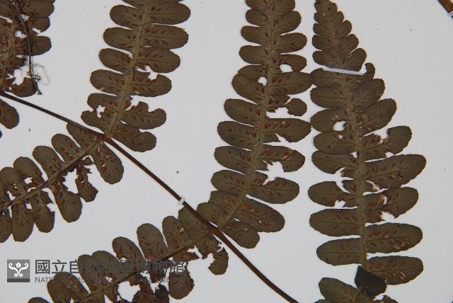 貞蕨藏品圖，第4張