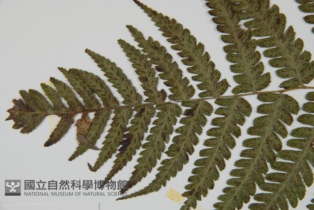 廣葉深山雙蓋蕨藏品圖，第4張