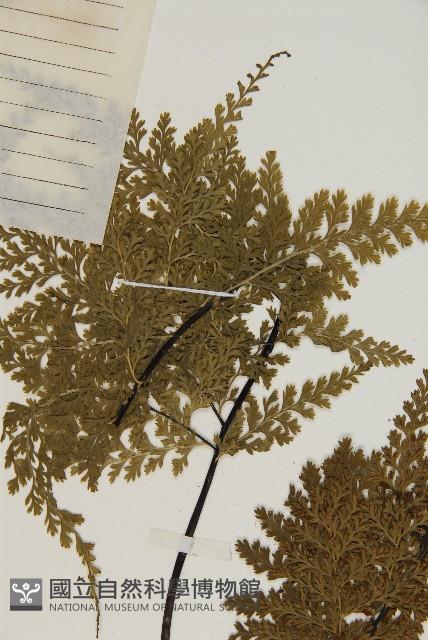 烏木鐵角蕨藏品圖，第4張