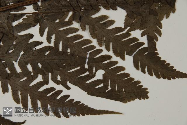 薄葉擬肋毛蕨藏品圖，第4張