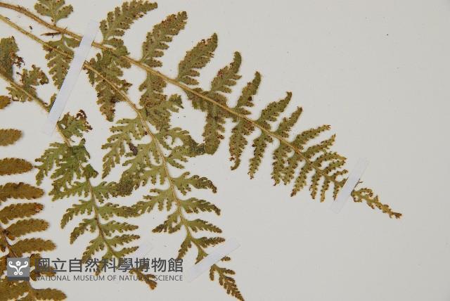 細毛碗蕨藏品圖，第3張