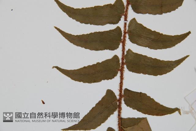 貫眾蕨藏品圖，第4張