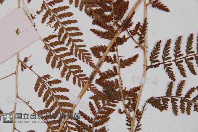 日本蹄蓋蕨藏品圖，第4張