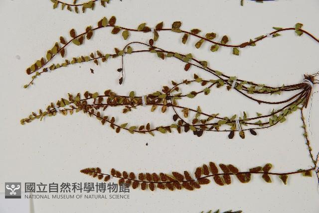鐵角蕨藏品圖，第4張