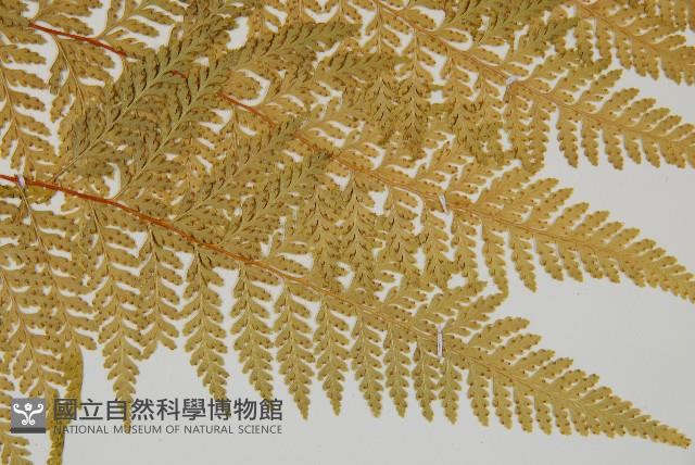 碗蕨藏品圖，第4張