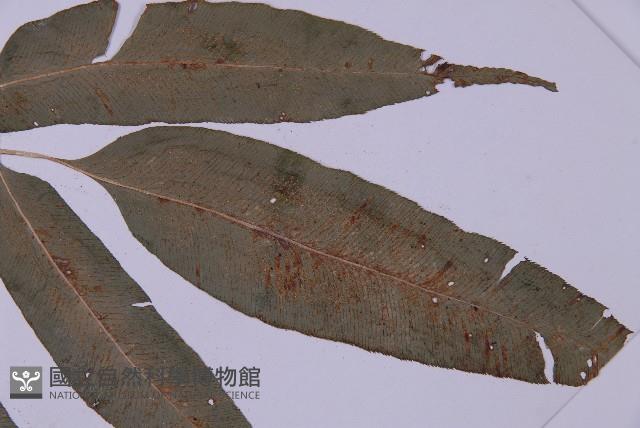 登錄號:P003642藏品圖，第4張