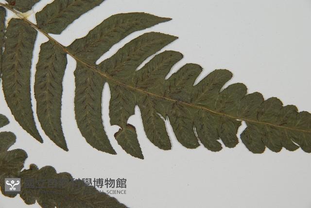 毛柄短腸蕨藏品圖，第4張