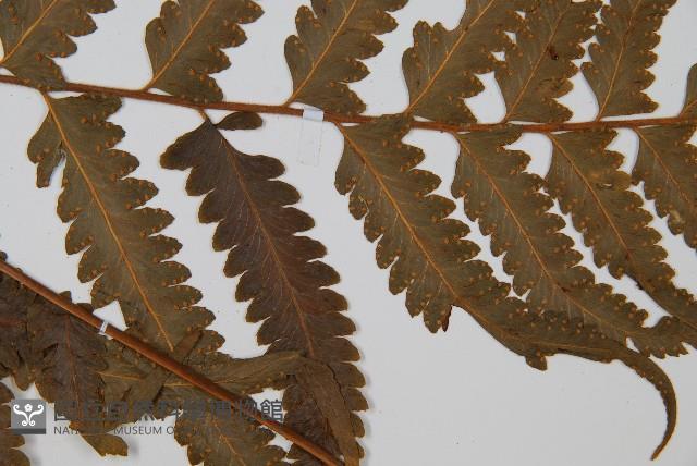 邊緣鱗蓋蕨藏品圖，第4張