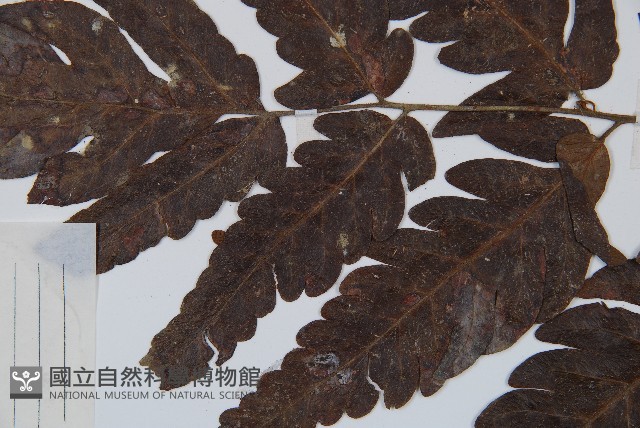 密毛鱗蓋蕨藏品圖，第4張