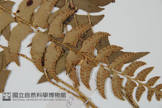 鐮羽貫眾藏品圖，第4張