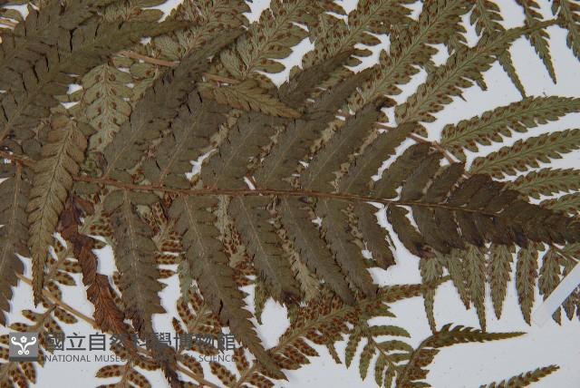 禾稈蹄蓋蕨藏品圖，第4張
