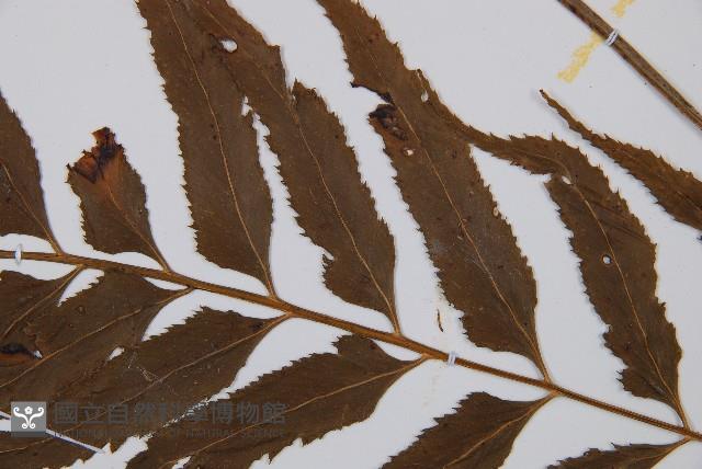 萊氏鐵角蕨藏品圖，第4張