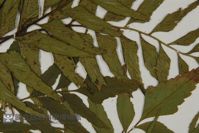 革葉鐵角蕨藏品圖，第4張