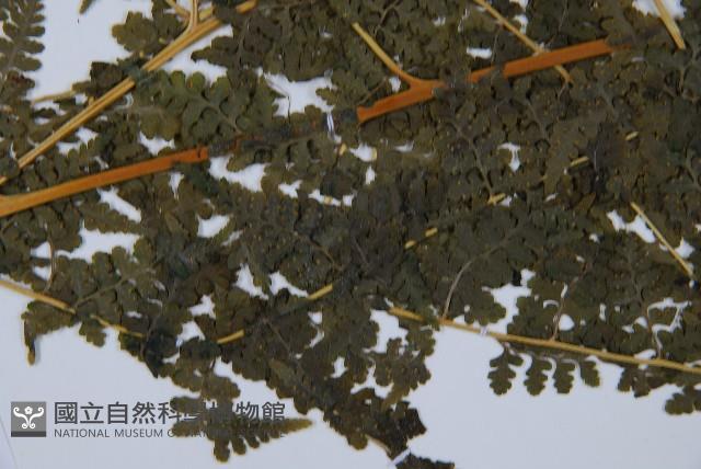熱帶鱗蓋蕨藏品圖，第4張