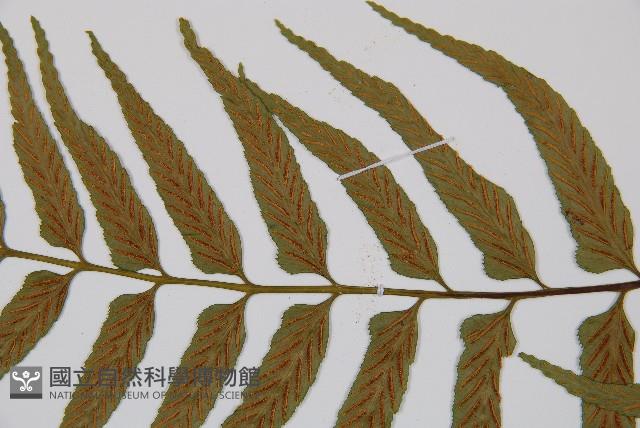 萊氏鐵角蕨藏品圖，第4張