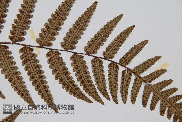 台灣黑桫欏藏品圖，第4張