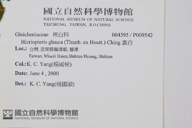 裏白藏品圖，第4張