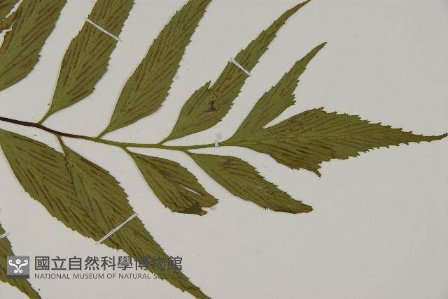 革葉鐵角蕨藏品圖，第3張