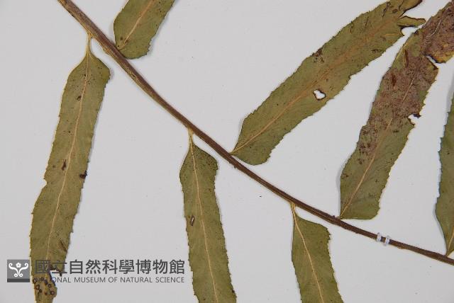 萊氏鐵角蕨藏品圖，第4張