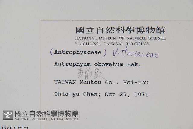 車前蕨藏品圖，第4張