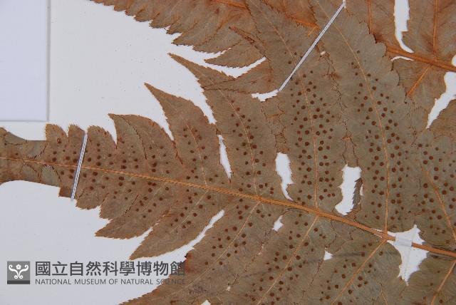 華東安蕨藏品圖，第4張