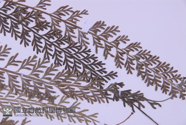 長生鐵角蕨藏品圖，第4張