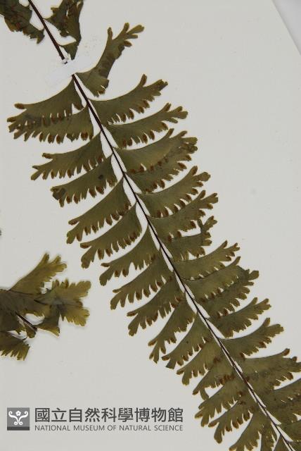 薄葉孔雀鐵角蕨、邊孢鐵角蕨藏品圖，第4張