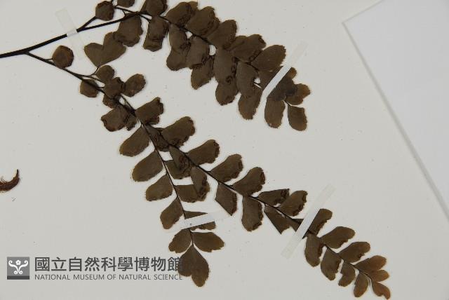 扇葉鐵線蕨藏品圖，第3張