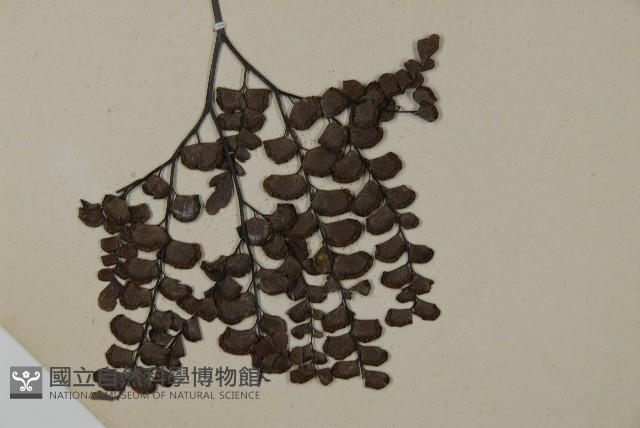 扇葉鐵線蕨藏品圖，第3張