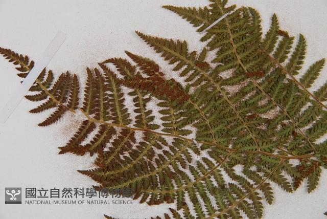 三角葉假冷蕨藏品圖，第7張