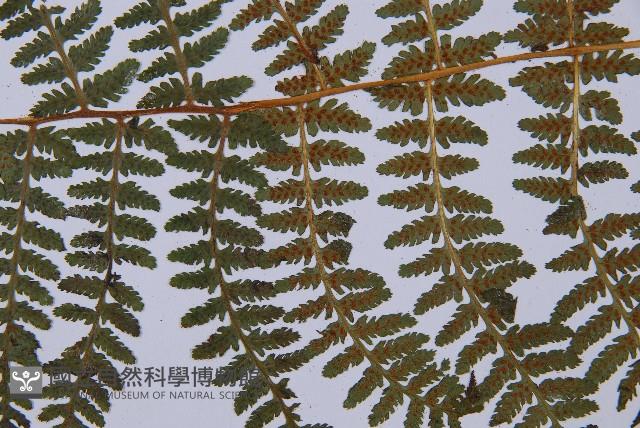 登錄號:P003772藏品圖，第4張