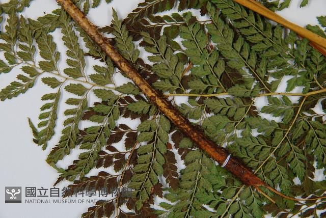 臺灣兩面複葉耳蕨藏品圖，第4張