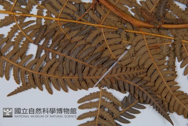 密毛蕨、巒大蕨藏品圖，第4張