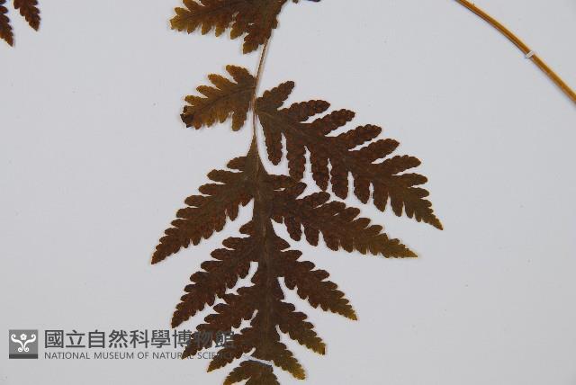 毛葉軸脈蕨藏品圖，第4張