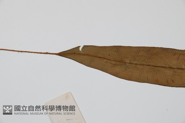 單葉雙蓋蕨藏品圖，第4張